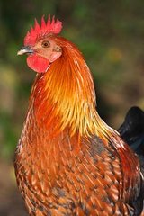 Red Junglefowl
